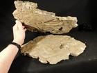 Two Big  Eudolatites Sp  Trilobite Fossils In Huge Split Matrix With Starfish