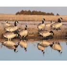 Avery Ghg Pro Grade Xd Series Canada Goose Full Body Goose Decoys Feeder Pack