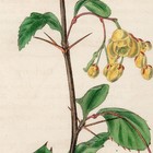 Curtis Botanical Magazine 1833 Vintage Flower Print 87 Chitrian Barberry