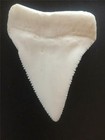 Huge  Great White Shark Tooth  Replica 3 1 4  Great Serrations Lower Principal