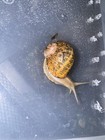One Live Helix Maxima  giant Garden Snails 