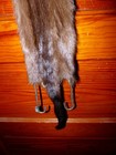 Huge Beautiful Tanned Wild Mink  Pelt Cased No Feet Taxidermy Fly Tying Craft 2