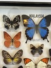 Butterflies Of Malaysia Collection Of 14 Butterflies Mounted Framed Taxidermy