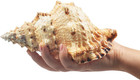Large Natural Sea Shells  Huge Ocean Conch 7-8 Inches Jumbo Seashells Perfect Fo
