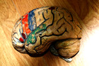 Rare Antique Plaster papier M  ch   Brain Anatomical Model 1920 -30 S 