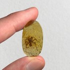 Big Spider In Burmese   Burmite Amber Fossil   100  Genuine Amber