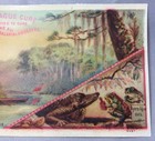 C 1890 Ague Cure Victorian Trade Card Alligator Advertising Antique Original 