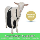 Anti Mating Anti Breeding Olor Buck Apron    With Harness - Goats sheep Small
