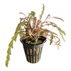 Hygrophila Pinnatifida Uk Live Aquarium Plants  Submerged Growth 