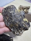 Xiphactinus Jaw W Replacement Tooth  Vertebrae Enchodus Jaw Cretaceous Fish Tx