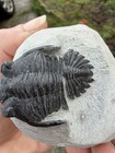 Hollardops Trilobite Fossil  Middle Devonian  Alnif  Morocco 