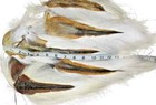 Supplyit Large Northern Bucktail Natural White Fly Tying Material Deer Hair