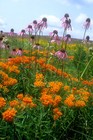 80   Milkweed Eastern North American Native  Butterfly Orange Flower Seeds