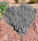 All Natural Silurian Crinoid  Scyphocrinites  Erfoud  Morocco  3