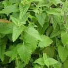 1500  Catnip Seeds  nepeta Cataria  - Herb Seeds   Usa Free Shipping 