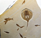 Heliobatis Radians Stingray Fossil  Green River Formation  Wyoming