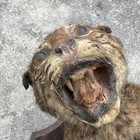 Vintage Taxidermy Bobcat Shoulder Mount- Very Old