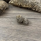 Lot Of 12 Paper Wasp Nests Natural Real