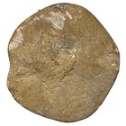 Big Polished Fossil Sand Dollar Echinoid Madagascar Jurassic Sea Urchin Specimen