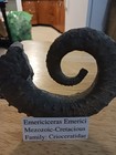 Exquisite Emericiceras Emerici Heteromorph Ammonite  Excellent Detail  