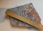 Large Sea Lily Fossil Slab     Natural Marine Fossil 3 4  - Gorgeous