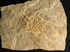 440 Million Year Old  Starfish Fossil Ordovician Period Morocco 400gr
