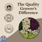 Quality Growers - The Moss Collection Variety Pack - Natural Decorative Moss 