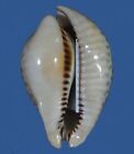 Cypraea  Mus Bicornis - Huge