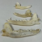 Assorted 2 Coyote Jaws 2 Racoon Jaws Real Taxidermy Cleaned Goth Weird Odd  2686