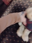 Ty Rare Bear