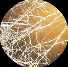 3 Antique Microscope  Slides   Freshwater Algaes 