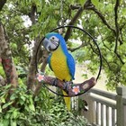 Hanging Scarlet Macaw Parrot Perching On Branch In Metal Round Blue And Yellow
