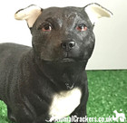 Black Staffordshire Bull Terrier Staffie Staffy Ornament  Leonardo  Gift Boxed