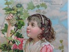 Vintage Victorian Religious Card Romans 12 10 Girl Picking Grapes V637