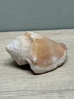 Strombus Seashell 