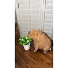 Jellycat Clyde Capybara Brown Plush Stuffed Animal Toy 9 Inch