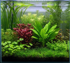40  Stems  10 Species  Beginner Live Aquarium Plants Bundle Live Aquarium Plants