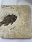 Fossil Fish Priscacara Liops Museum Quality