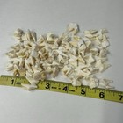 Lot Of 50 Real Coyote Molars Teeth Taxidermy Art Weird Odd Project Unqiue   3074