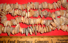 Long Strand  265  Sahara Neolithic Assorted Beads  Prehistoric African Beads
