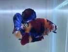 Betta Nemo Koi Male Multi Live Fish Usa High Quality  308