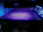 Aquarium Top Clear Mesh Screen Netting Replacement 120 x36  1 4x1 4  Free Ship