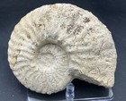 5 75    Cretaceous Texas Fossil Ammonite  Mortoniceras  drakeoceras  Drakei  Fw Fm