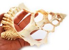 Giant Center Cut Lampas Shell Slice  6-7   Beach Decor Ocean Crafts Display Art