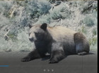 Yellowstone National Parks Bears Travel Trip 8mm Home Movie Film Reel B705