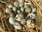 6 Coturnix And 6 Button Quail - 12 Hatching Egg Beautiful Color Variety Mix