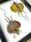 Bearded Flying Dragon Lizard Pair  draco Haematopogon  Deep Shadow Frame Display