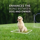 Better Sporting Dogs Deluxe Agility Equipment Set   7 Piece Set