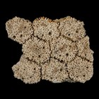 5 2  Glyptodon Fossil Osteoderm Scute Plates Bony Armor Pleistocene Uruguay Coa