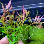 6 Ludwigia Arcuata Bundle Live Aquarium Plants